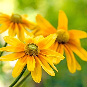 Blumen